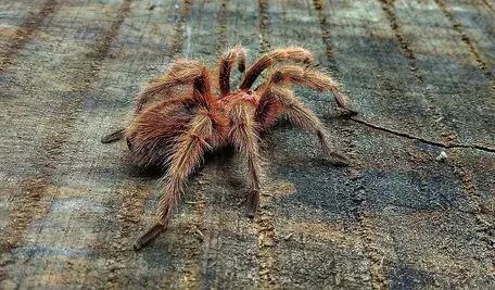 tarantula-5953272_1280.webp
