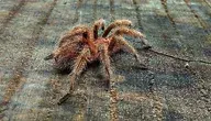 tarantula-5953272_1280.webp
