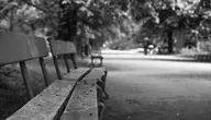 bench-2638592_1280.webp