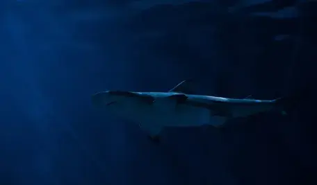 animal-1867075_1280 (1).webp