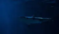 animal-1867075_1280 (1).webp