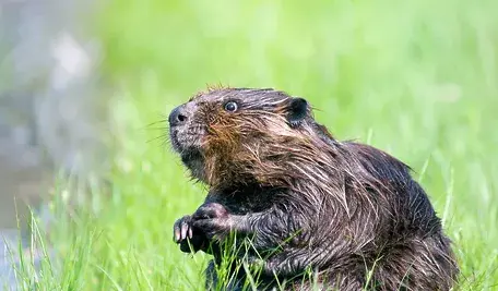 beaver-1448389_1280.webp
