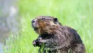 beaver-1448389_1280.webp