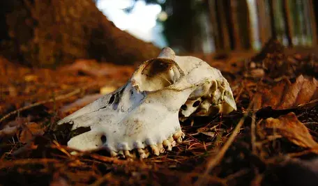 skull-211706_1280.webp