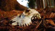 skull-211706_1280.webp