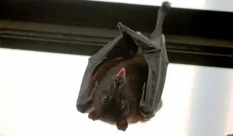 bat_flying_fox_vampire_language_nice-1222728.webp