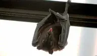 bat_flying_fox_vampire_language_nice-1222728.webp