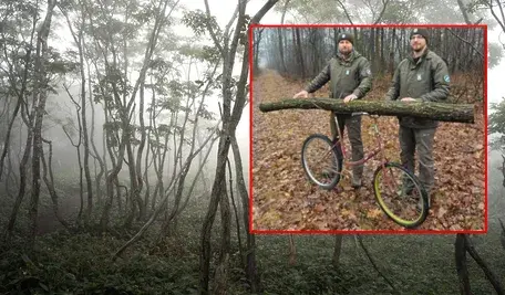 fog-7432407_1280.webp