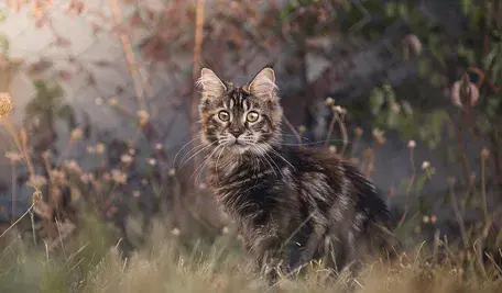 cat-7436051_1280.webp