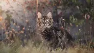 cat-7436051_1280.webp