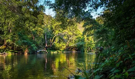 rainforest-3810953_1280.webp