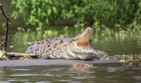 crocodile-2293232_1280.webp
