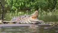 crocodile-2293232_1280.webp