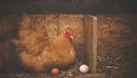 chicken-1867521_1280.webp