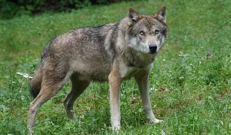 wolf-1514782_1280.webp