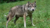 wolf-1514782_1280.webp