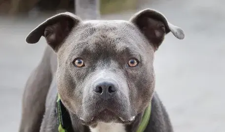 dog-7360975_1280.webp