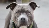 dog-7360975_1280.webp