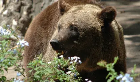 bear-4227061_1280.webp