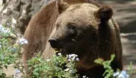 bear-4227061_1280.webp