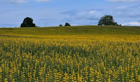 summer-3705810_1280.webp