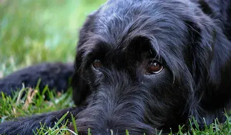 labradoodle-3524825_1280.webp
