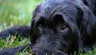 labradoodle-3524825_1280.webp