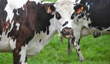 cow-7957275_1280.webp