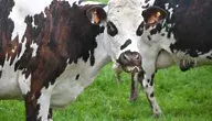 cow-7957275_1280.webp