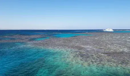 coral-reefs-5970427_1280.webp