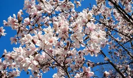 tulip-magnolia-2152787_1280.webp