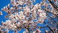 tulip-magnolia-2152787_1280.webp