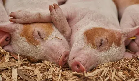 piglet-3386356_1280.webp