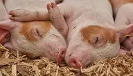 piglet-3386356_1280.webp