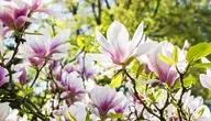 flower-3339266_1280.webp