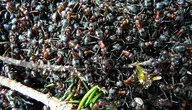 ants-3961_1280.webp