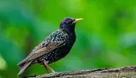 starling-1851604_1280.webp
