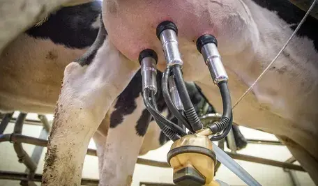 milk-3455395_1280.webp
