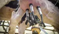 milk-3455395_1280.webp