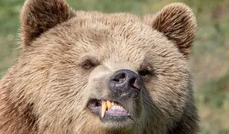 bear-4999040_1280.webp