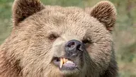 bear-4999040_1280.webp
