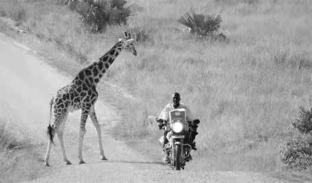 uganda-wildlife-5395484_1280.webp