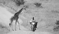 uganda-wildlife-5395484_1280.webp