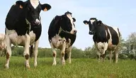 cow-952199_1280.webp