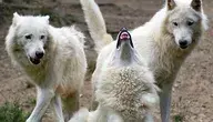 wolf-5325060_1280.webp