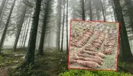 Zrzut ekranu 2025-05-16 135351.webp