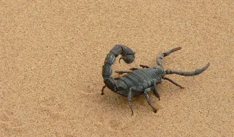 giant-scorpion-1076314_1280.webp