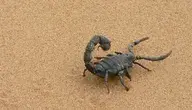 giant-scorpion-1076314_1280.webp