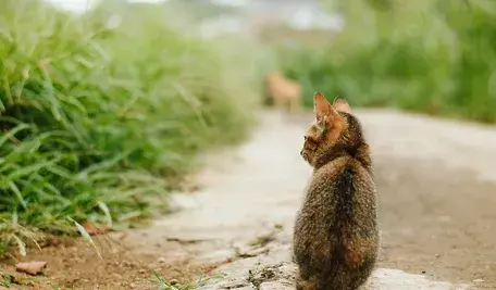 cat-7003372_1280.webp