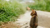 cat-7003372_1280.webp